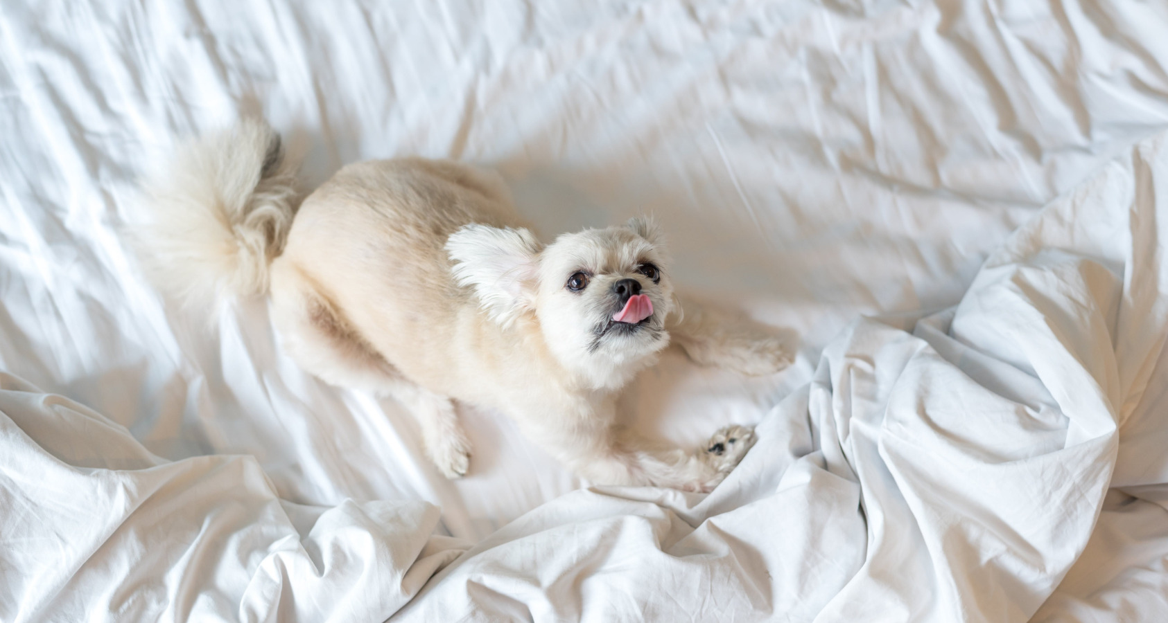 white small dog on bed