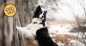 dogs like border collie