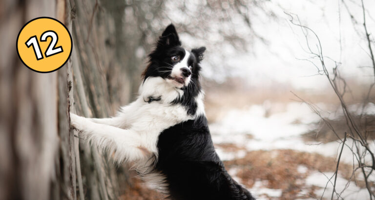 Top 12 Dogs That Are Similar To Border Collies 