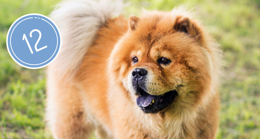 dogs that look like Chow Chow