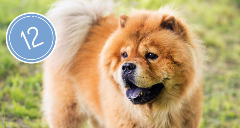 The 12 Dogs That Are Similar To Chow Chows 