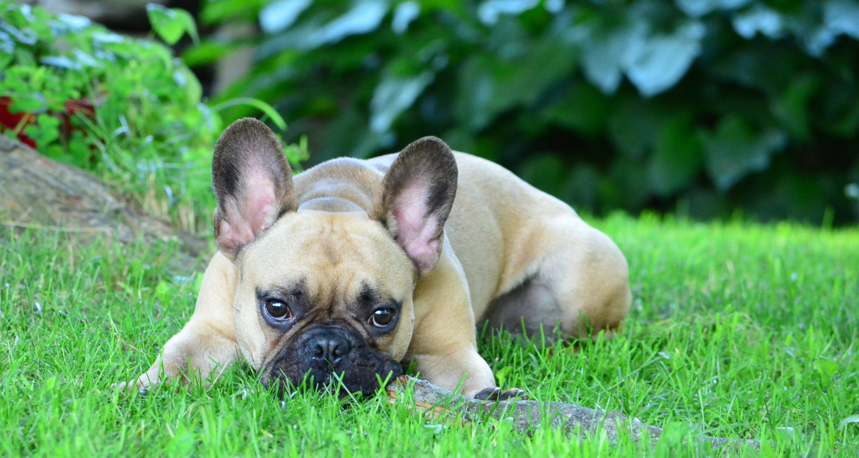 french bulldogs on grass resting