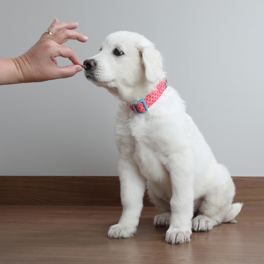 great pyrenees baby