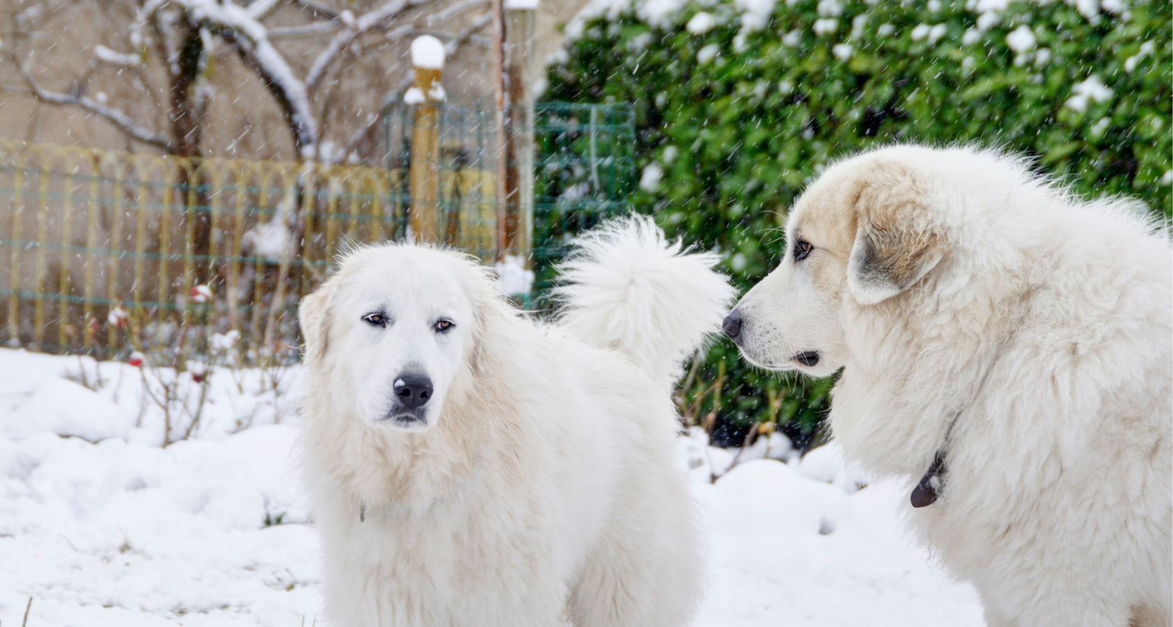 great pyrenees heat and cold