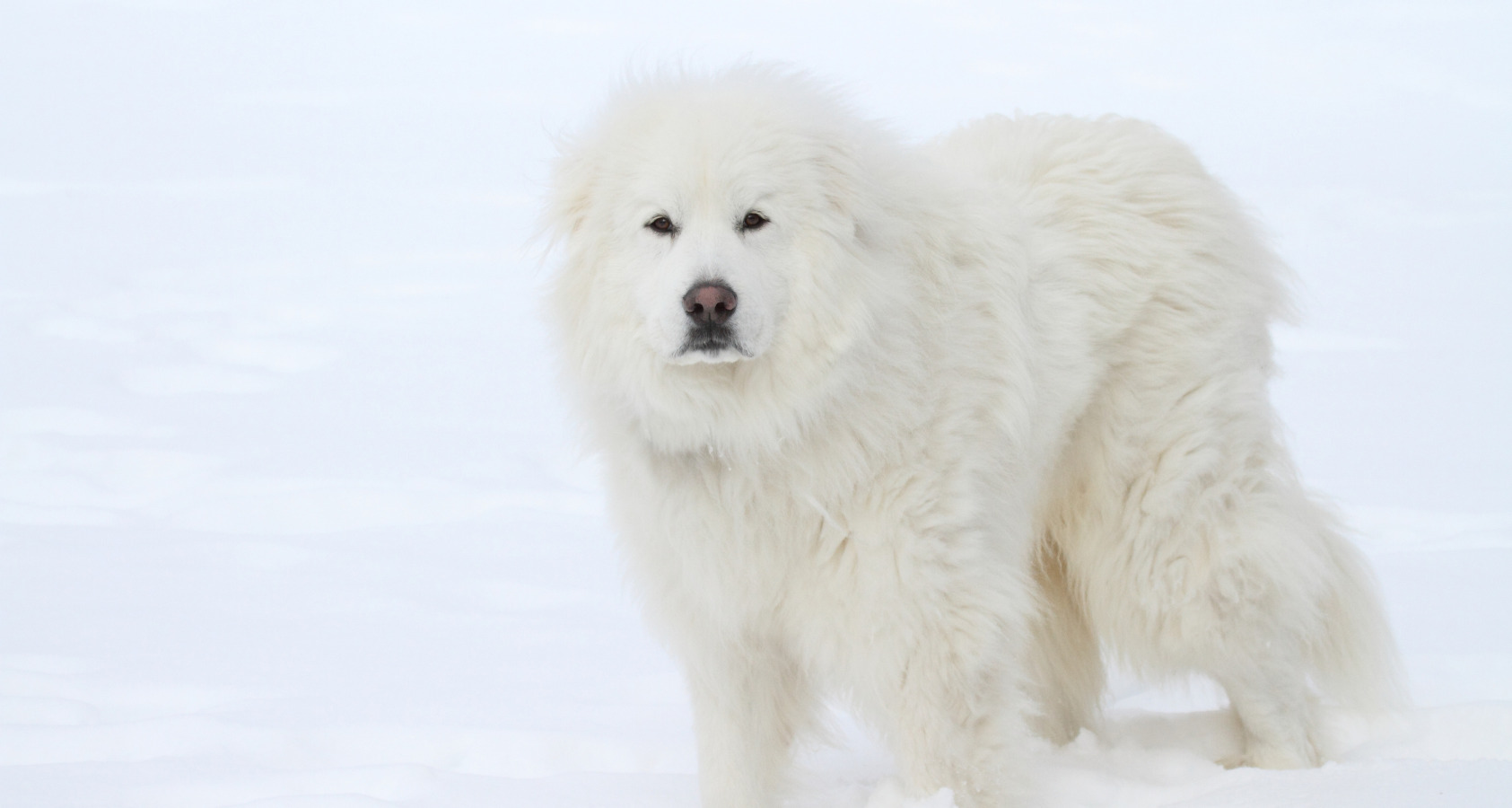 great pyrenees in snow cold