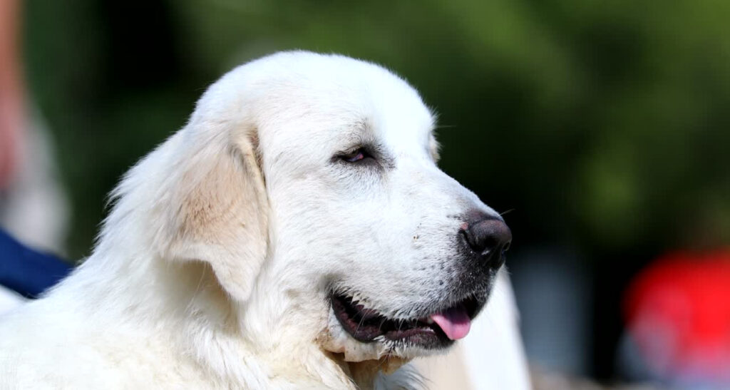 Can Great Pyrenees Swim? Do They Like Water? Barkmind