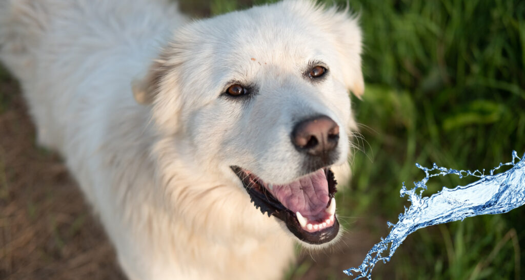 Can Great Pyrenees Swim
