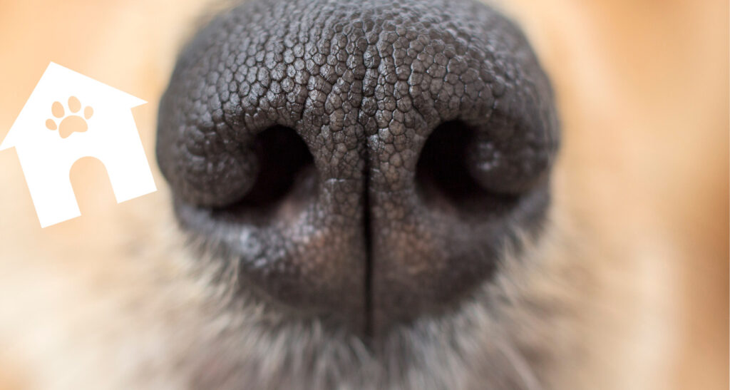 kennel nose in dogs