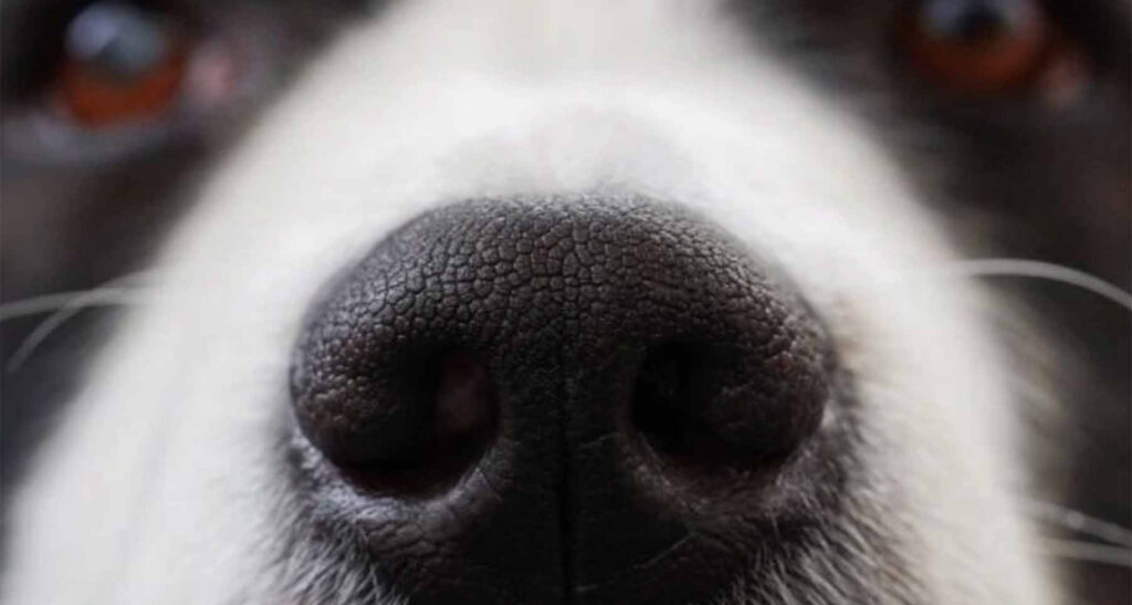 Treating Kennel Nose in Dogs At Home Full Guide Barkmind