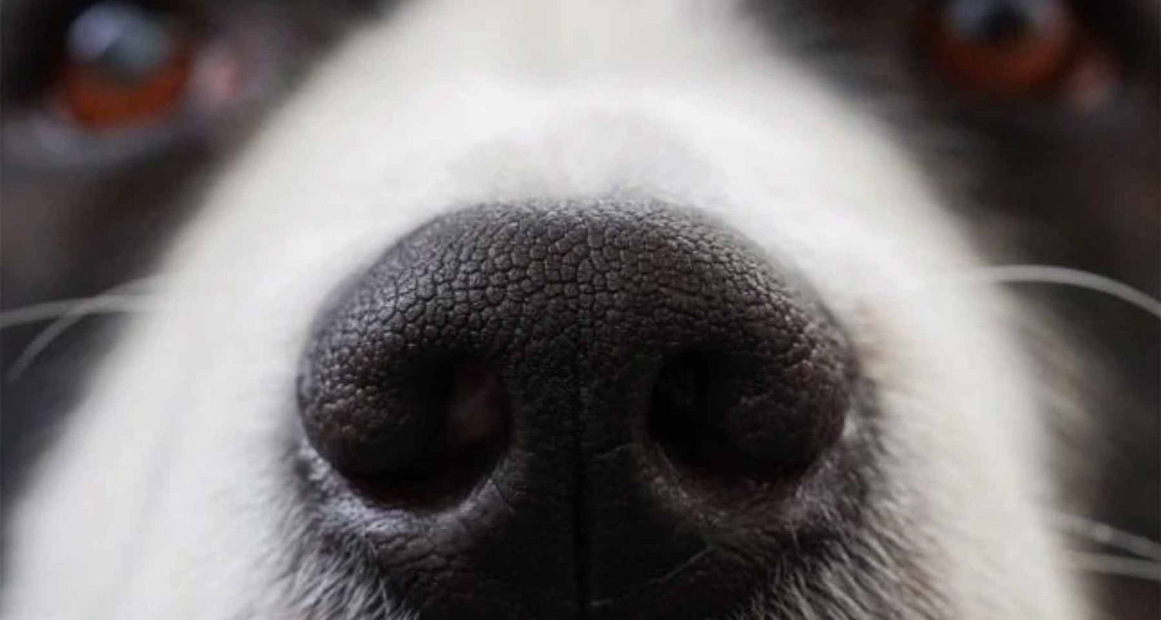 cute dog nose