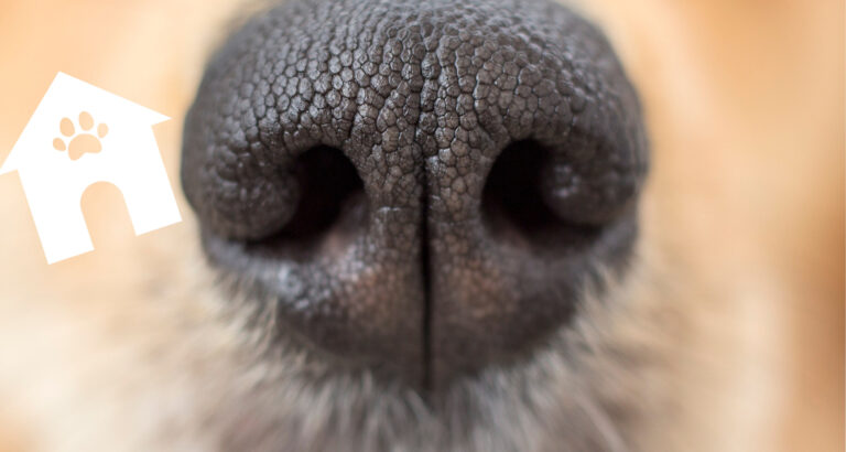 Treating Kennel Nose in Dogs At Home – Full Guide 