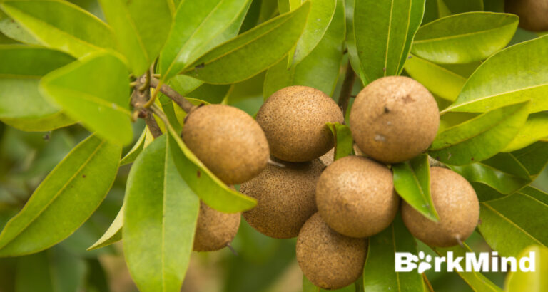 Can Dogs Eat Sapodilla? (Chikoo) Full Answer