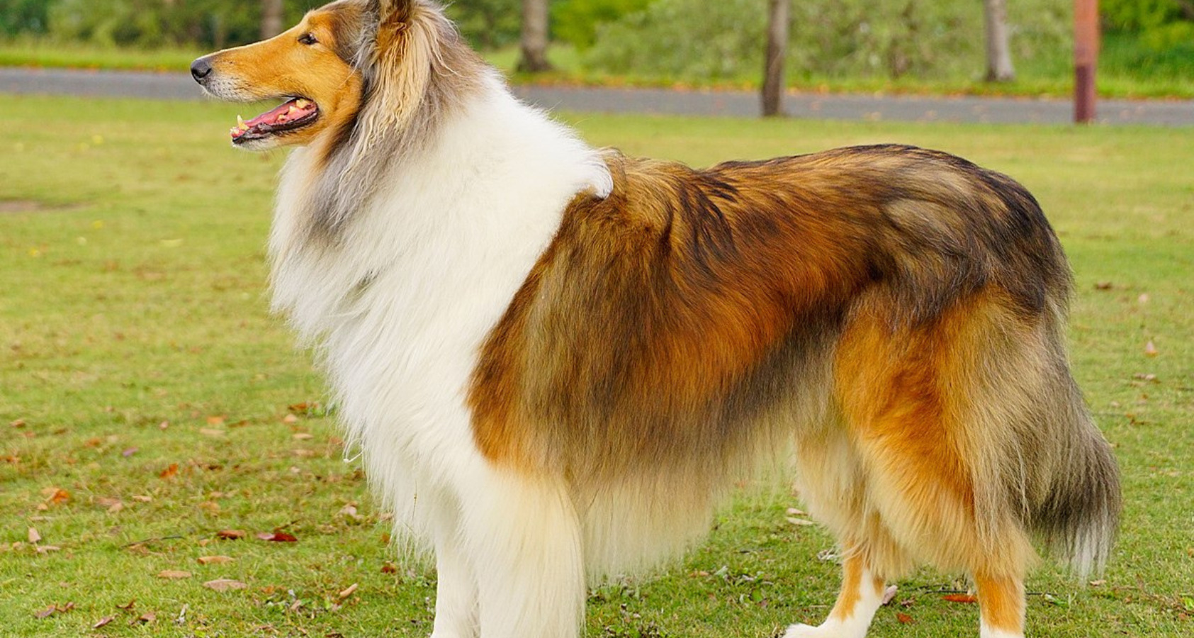 scotch collie like border Collie 