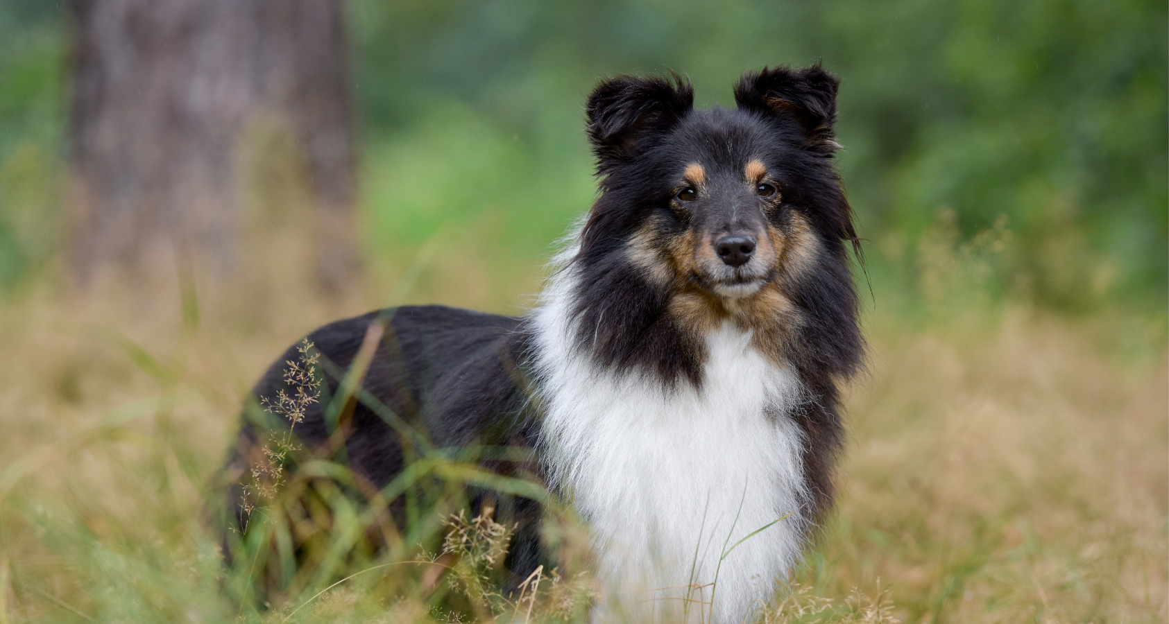 Shetland Sheepdog Shetland sheepdogs, also known as Sheltie, 