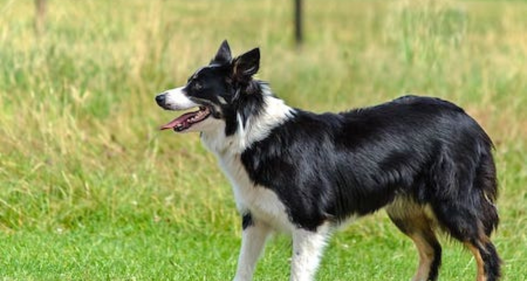 welsh sheepdog Dog like Border Collie
