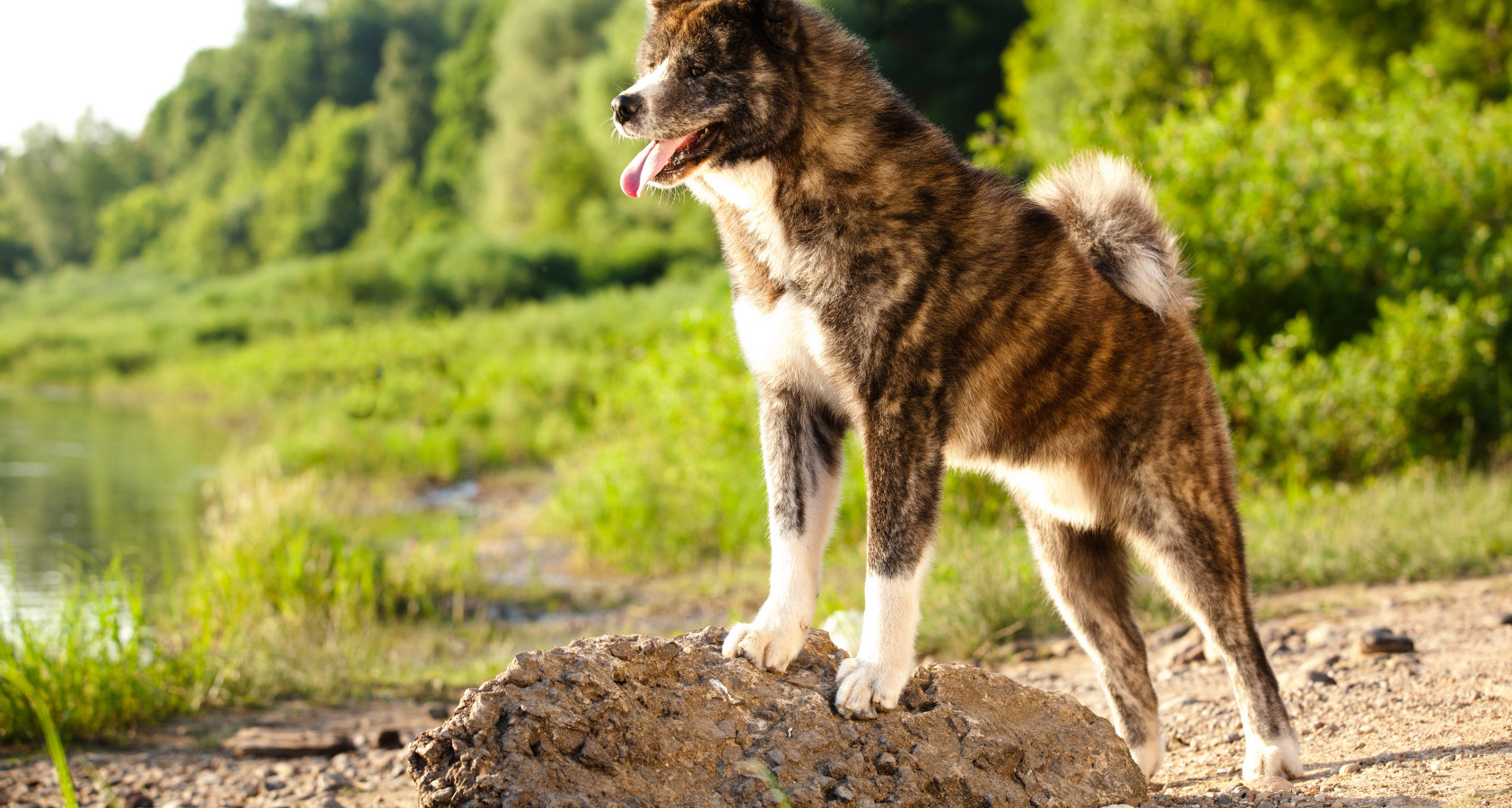 21 Dog Breeds Similar To Huskies 