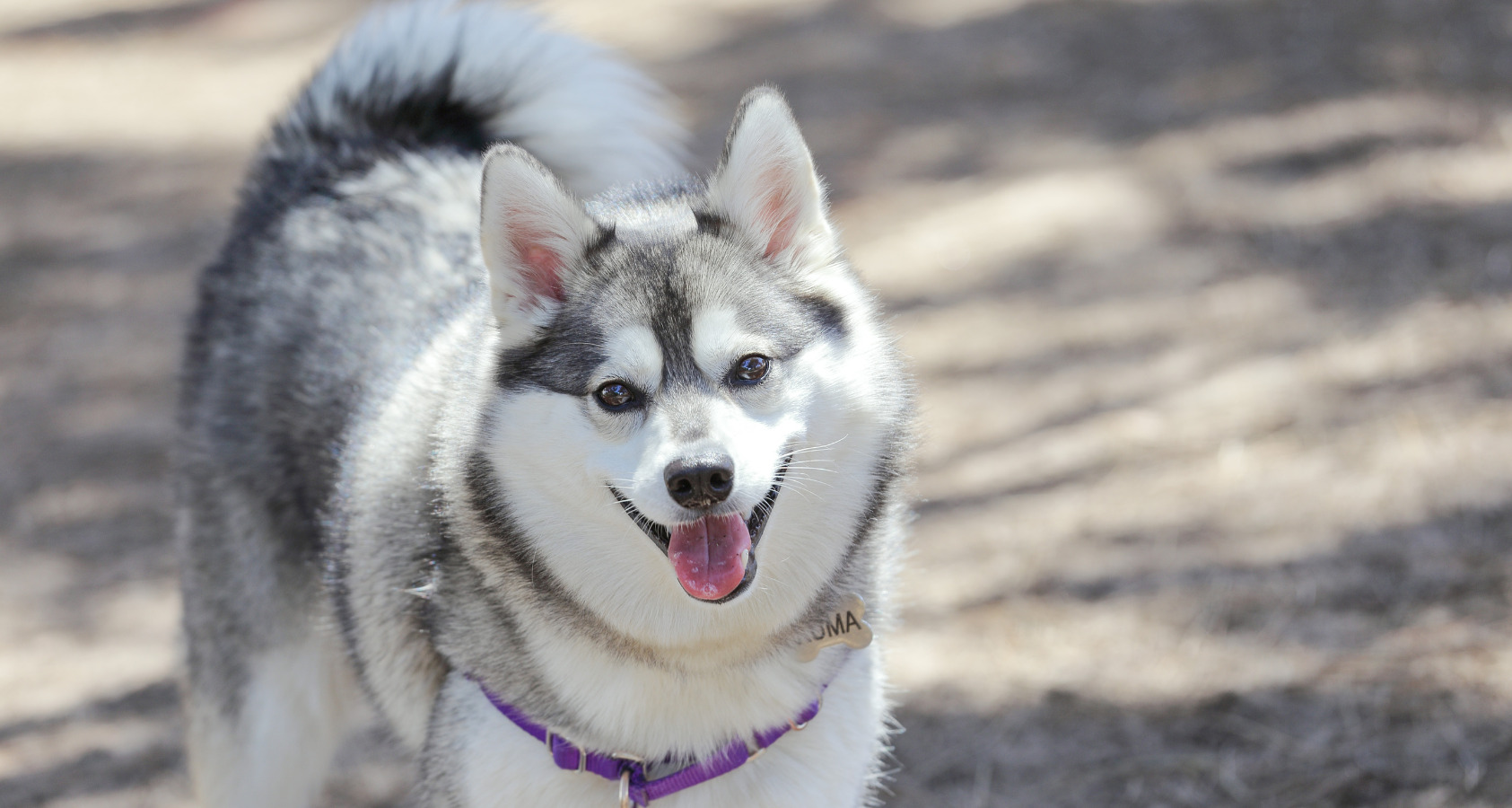 21 Dog Breeds Similar To Huskies 