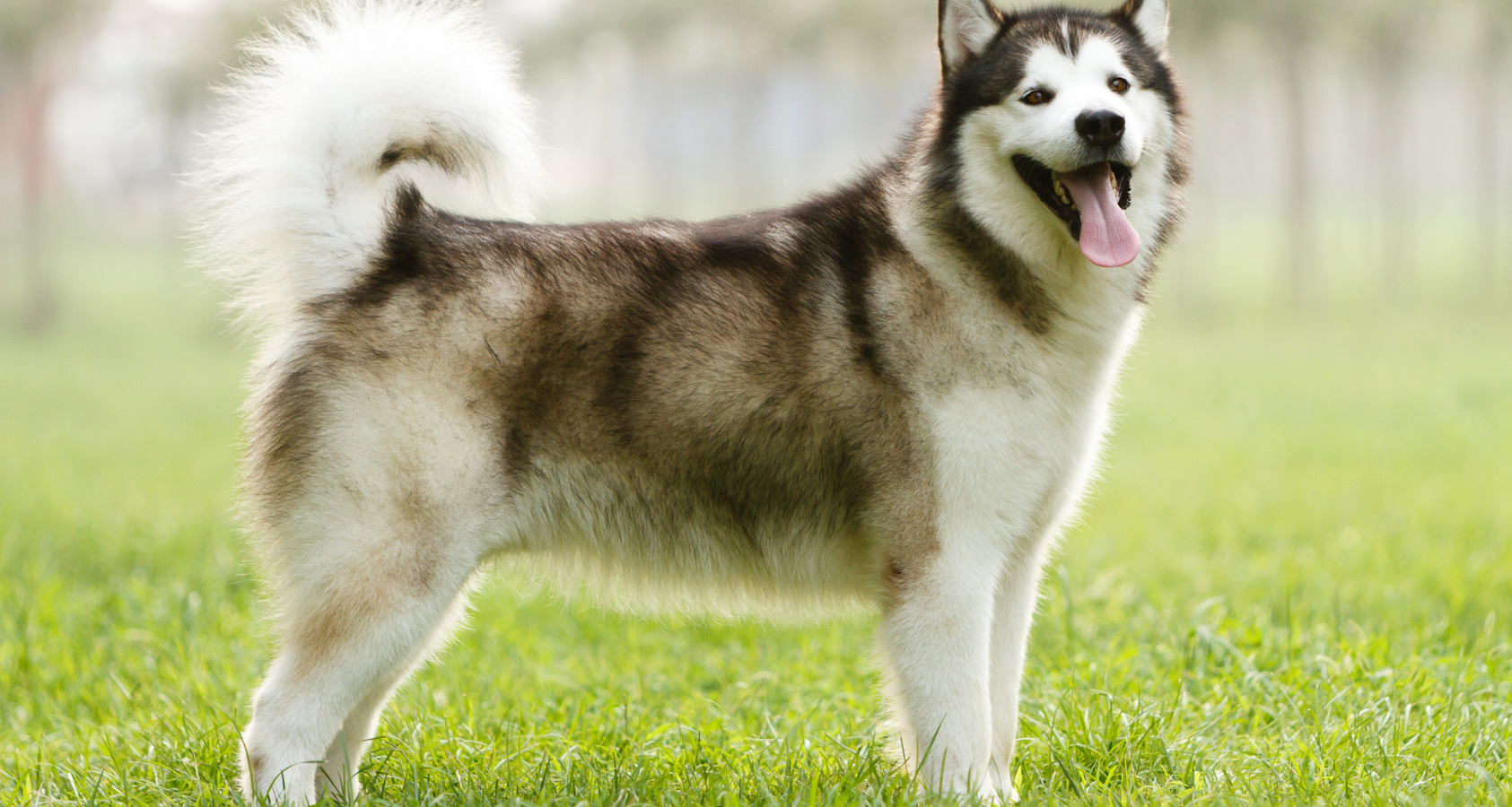 21 Dog Breeds Similar To Huskies 