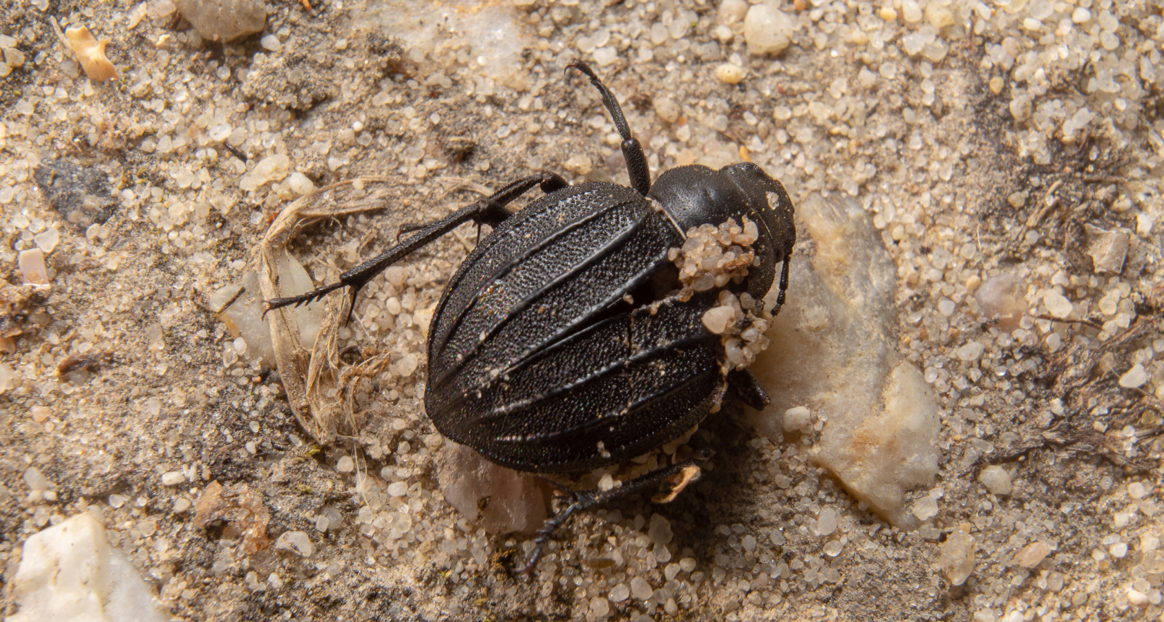 American Carrion Beetles