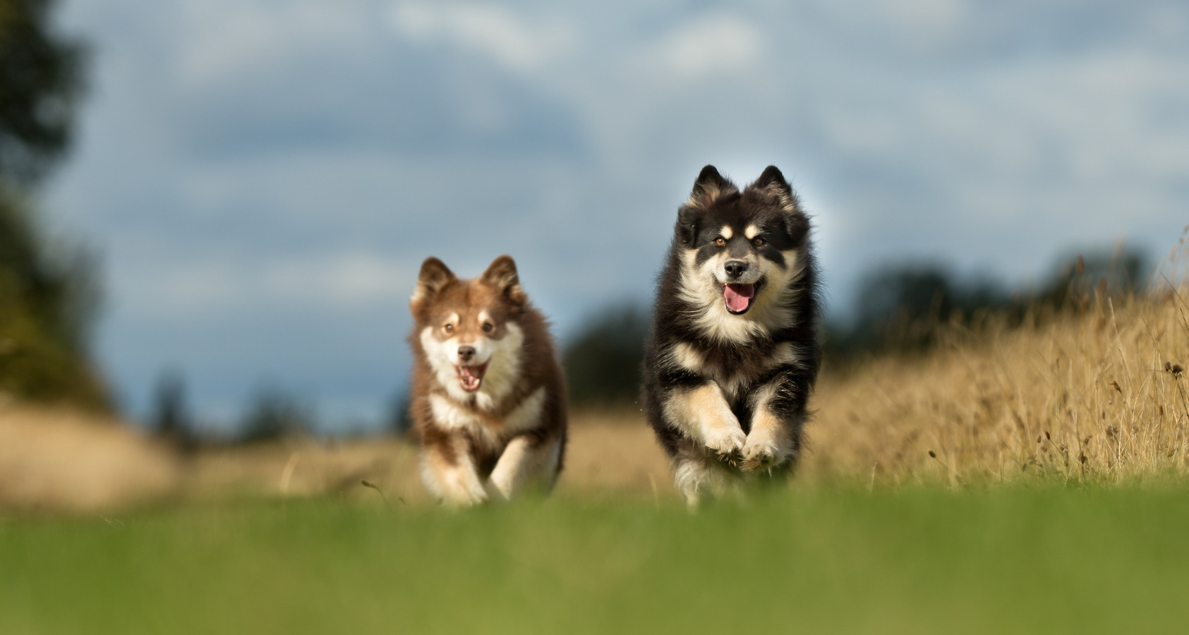 21 Dog Breeds Similar To Huskies 