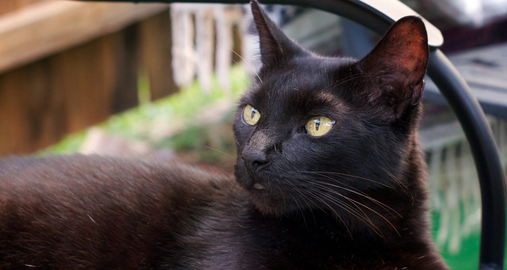 The 10 Rare Brown Cat Breeds (With pictures) 