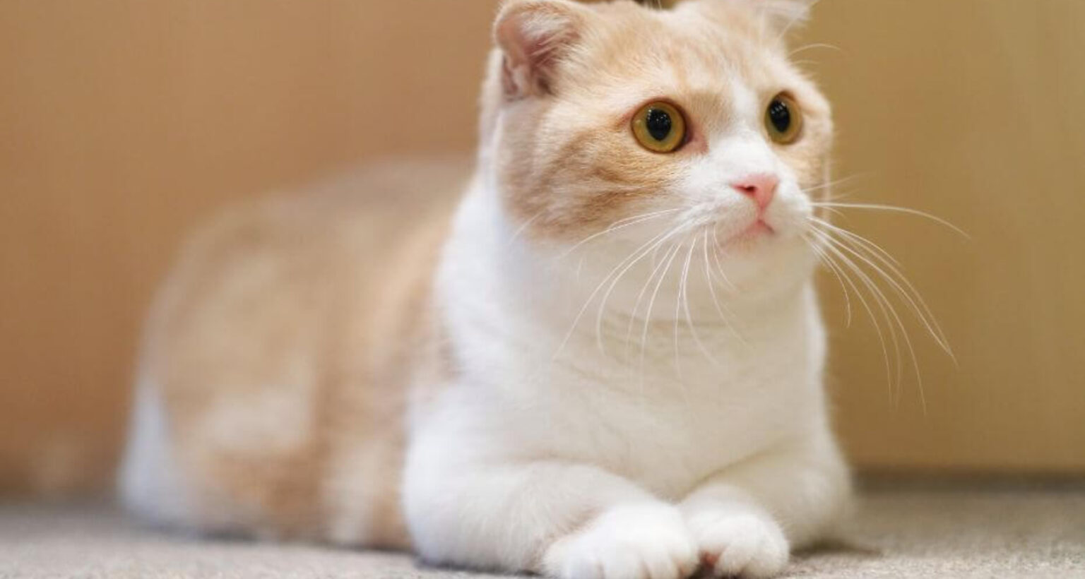 8 Gorgeous Beige Cream Cat Breeds - Barkmind