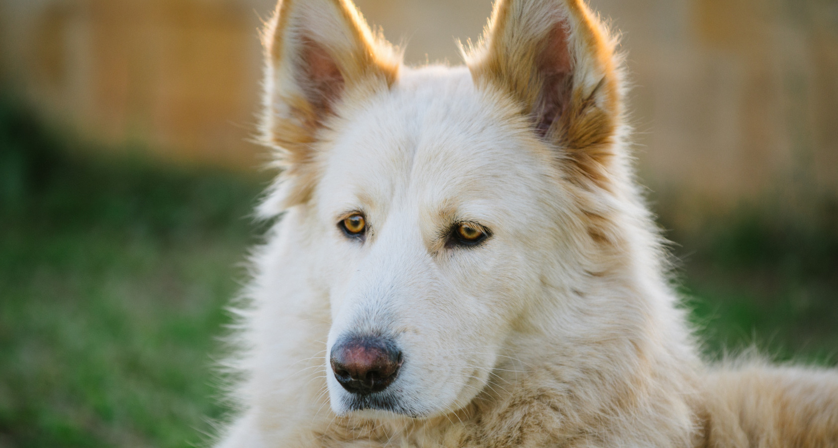 21 Dog Breeds Similar To Huskies 