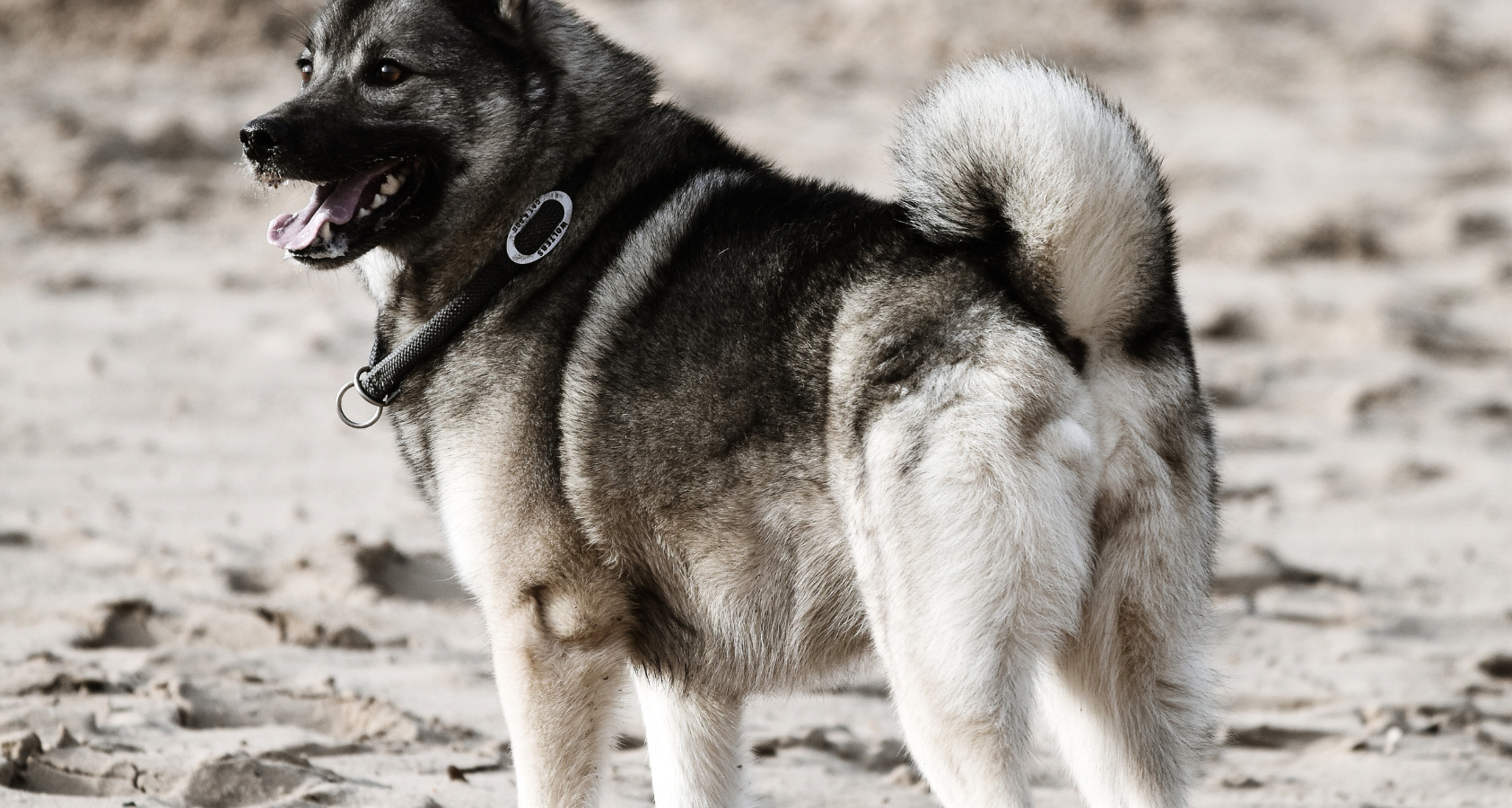 are swedish elkhounds dominant dogs