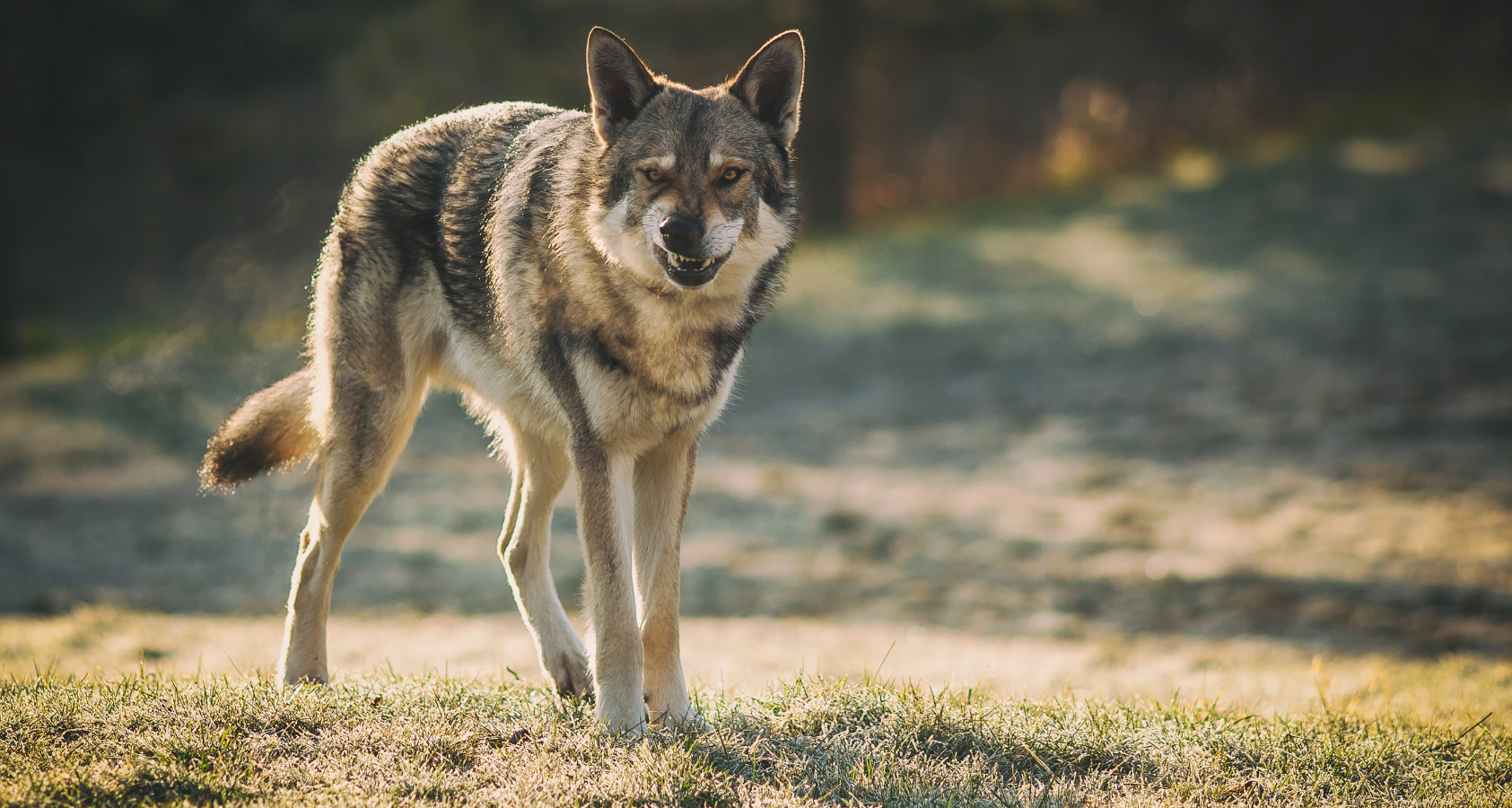 21 Dog Breeds Similar To Huskies 