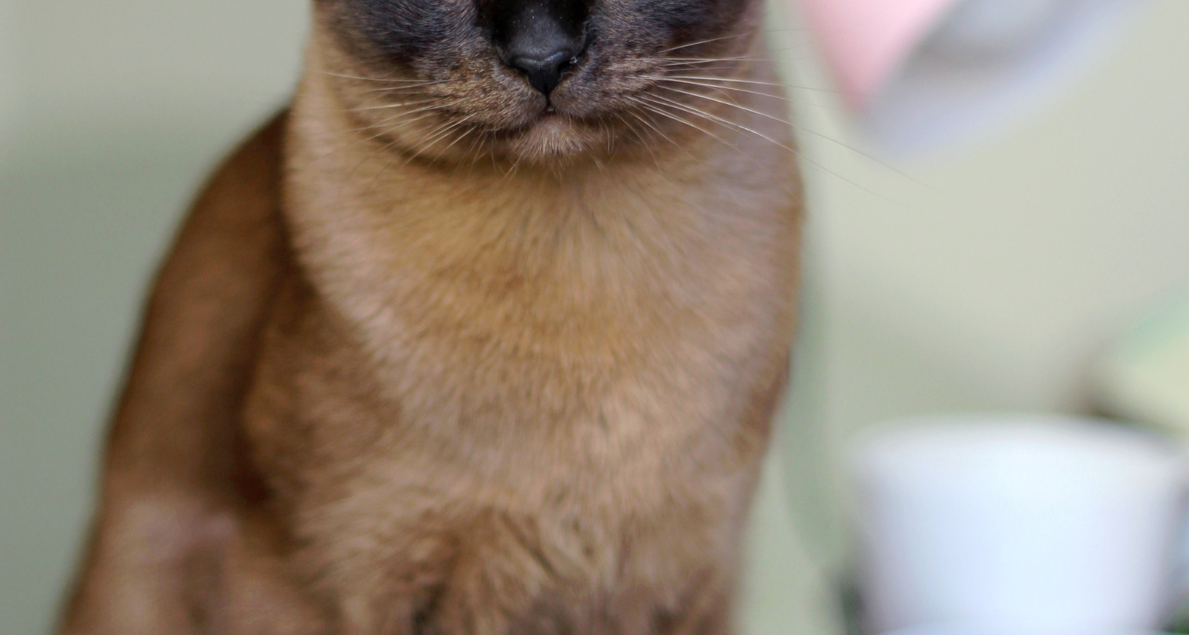 The 10 Rare Brown Cat Breeds (With pictures) 