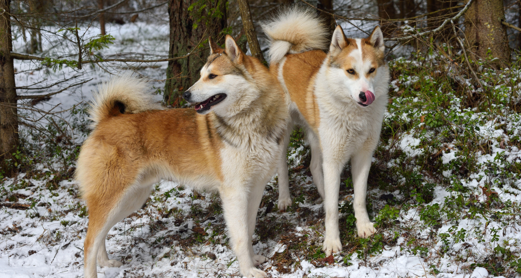 21 Dog Breeds Similar To Huskies 