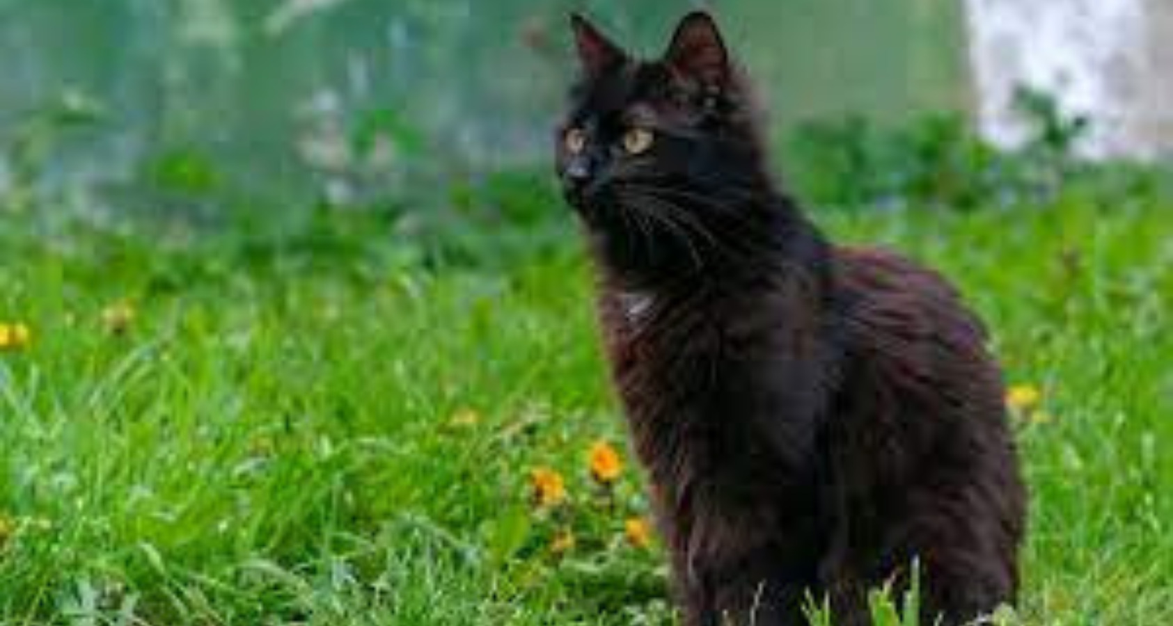 The 10 Rare Brown Cat Breeds (With pictures) 