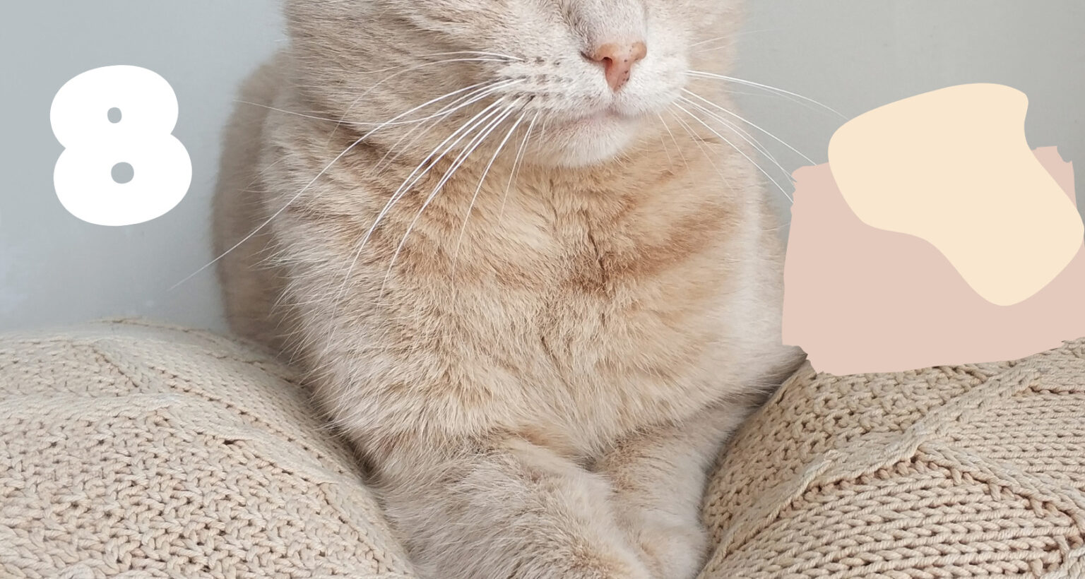 8 Beige Cream Cat Breeds Barkmind