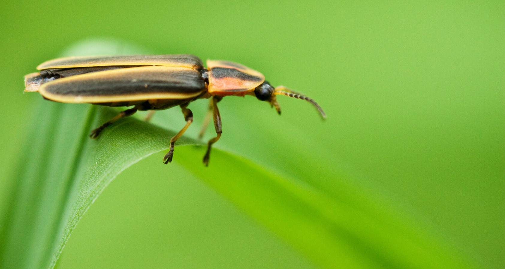 blister beetle