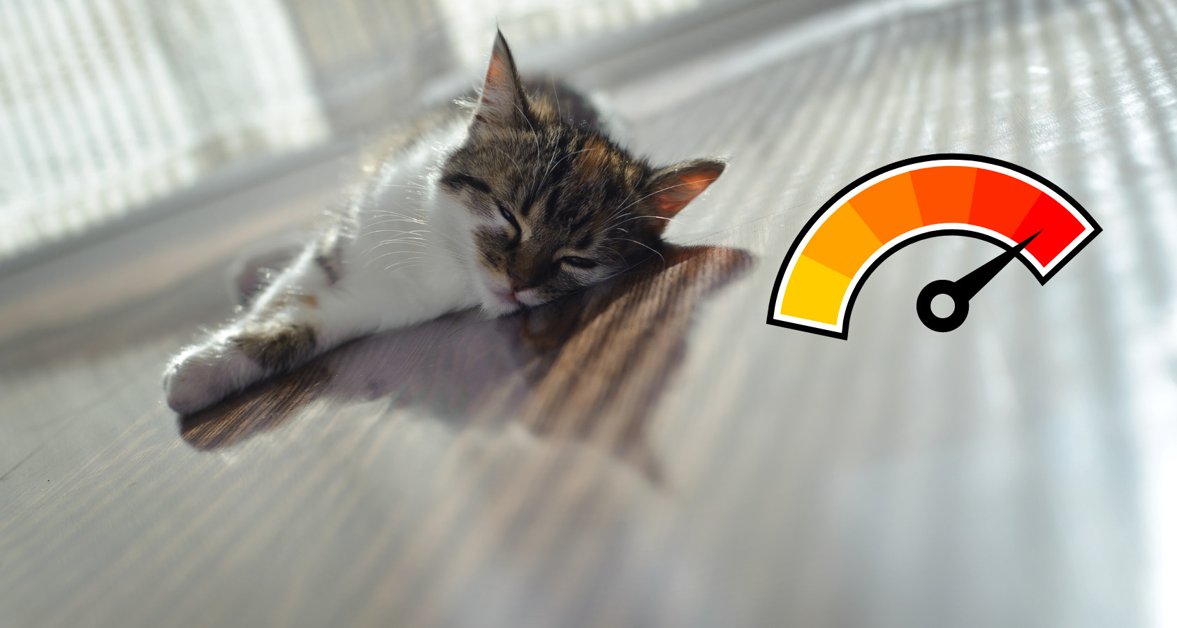 cat in heat close to floor
