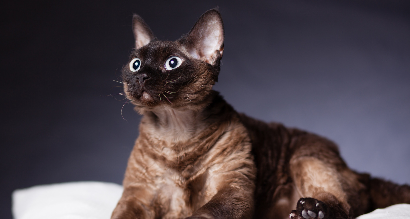 The 10 Rare Brown Cat Breeds (With pictures) 