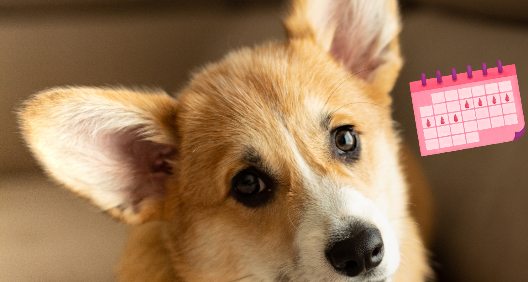 Do Dogs Get Period Cramps Like Us Humans Do Barkmind