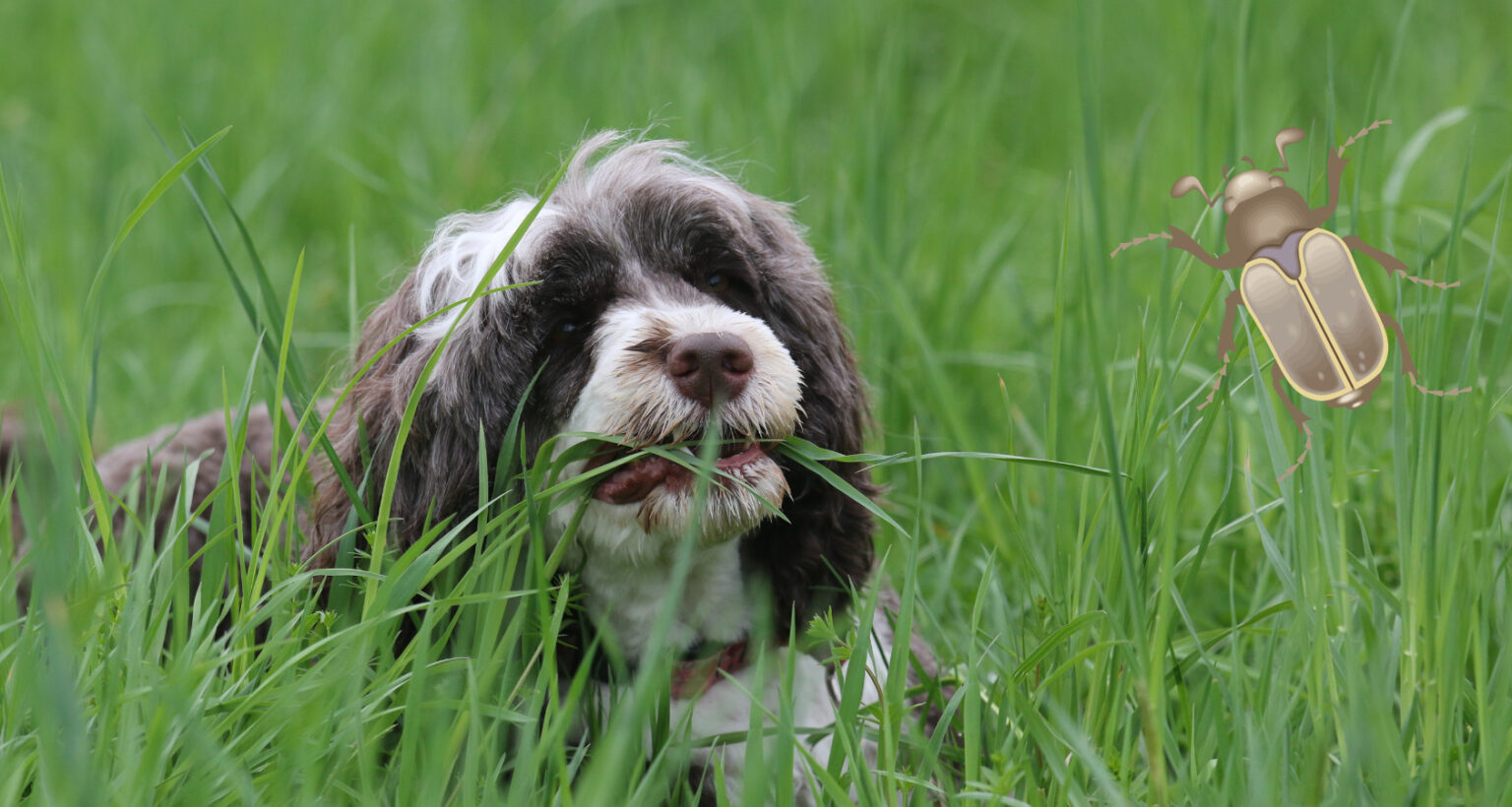 are-beetles-poisonous-to-dogs-what-you-need-to-know-barkmind