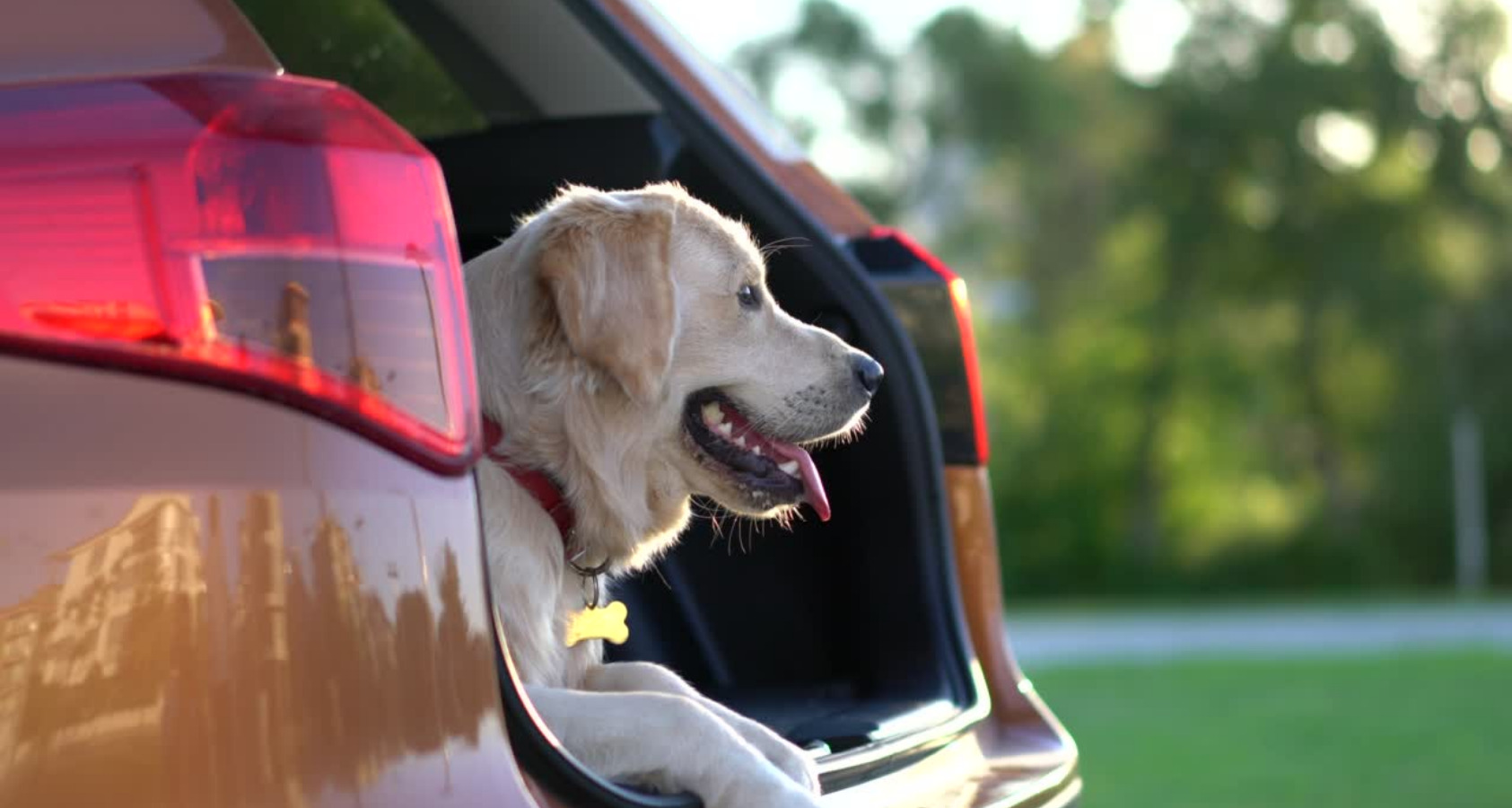 dog in car trunk open
