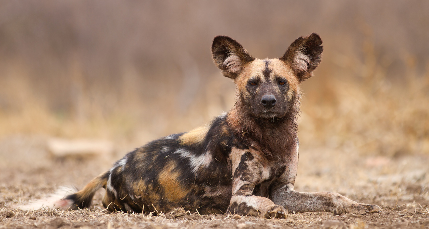 dog in the wild hungry