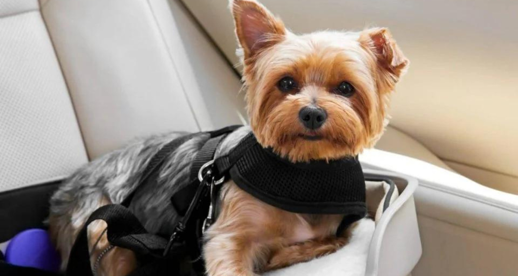 dog with seatbelt harness