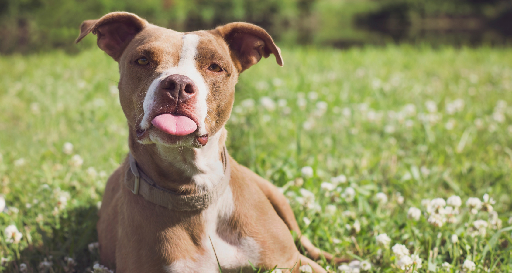 dog with tongue out while passing