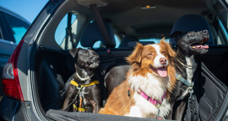 How To Secure A Dog In The Boot Safley (Trunk)? 
