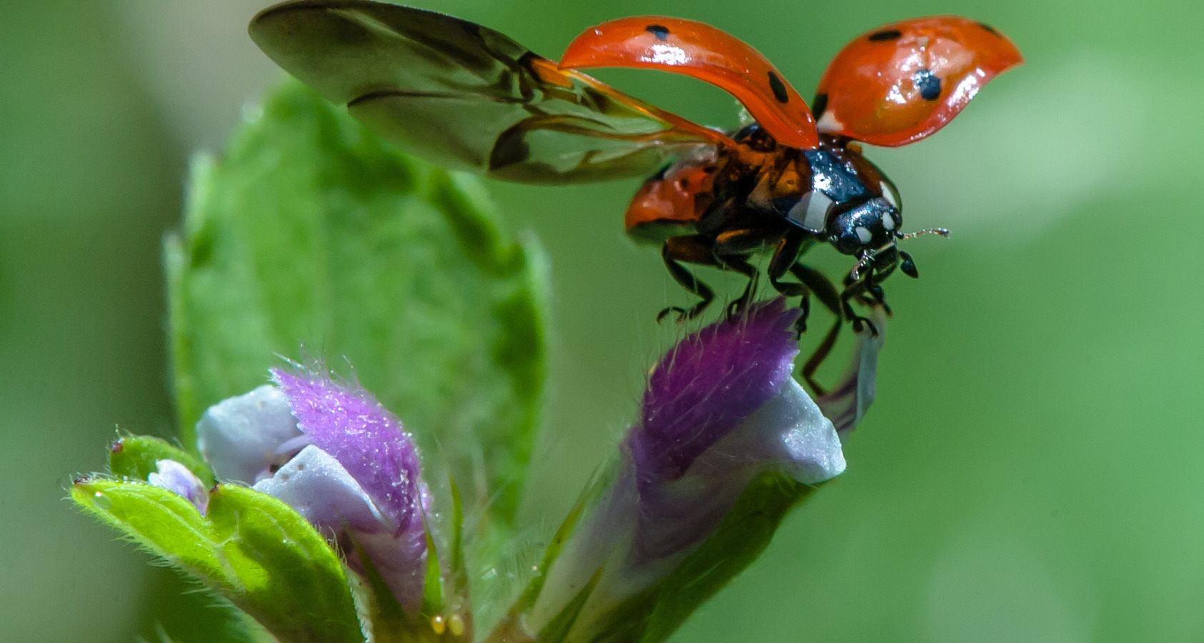 ladybugs