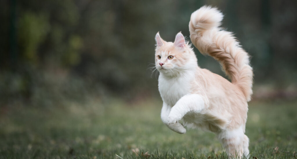 8 Gorgeous Beige Cream Cat Breeds - Barkmind