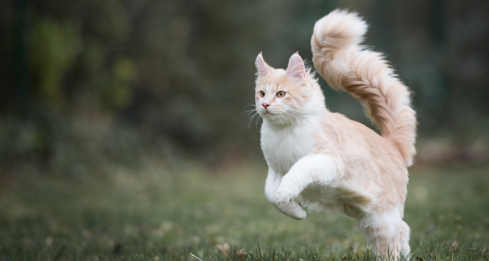 maine coon cat cream