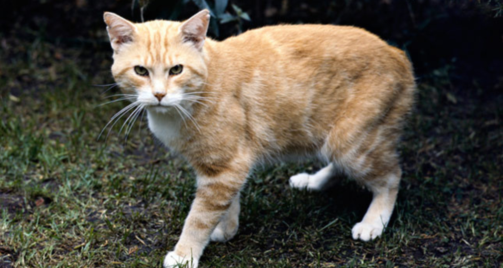 manx cat