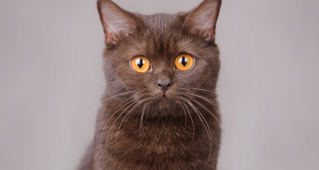 The Rare Brown Cat Breeds With Pictures Barkmind