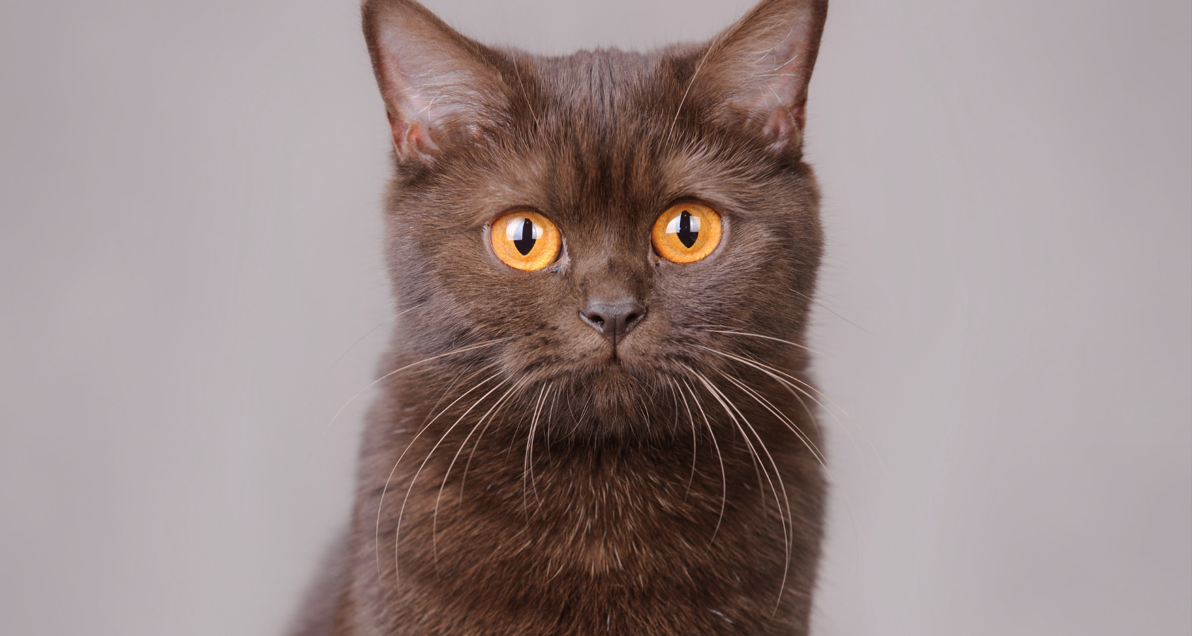 The 10 Rare Brown Cat Breeds (With pictures) 