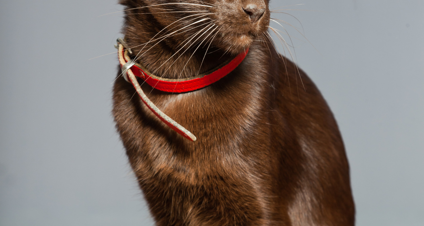 The 10 Rare Brown Cat Breeds (With pictures) 